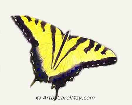 You are almost finished painting your butterfly - Remove the masking fluid to expose the white areas.