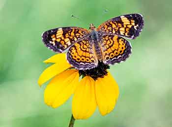 Pearl Crescent Butterfly The small Pearl Crescent Butterfly