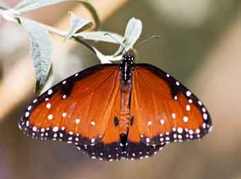 Queen Butterfly, topside The beautiful,delicate Queen Butterfly