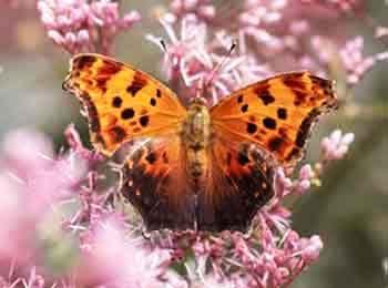 Question Mark Butterfly Question Mark Butterfly is named for the mark on its underside.