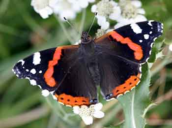 Red Admiral Butterfly The Red Admiral Butterfly is a stunning black with red bands.