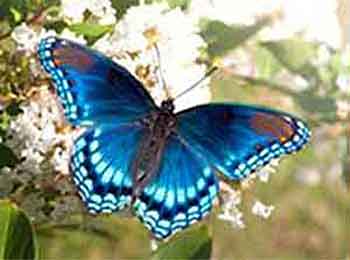 Red-spotted Purple Butterfly One of our blue butterflies is the Red-spotted Purple Butterfly.