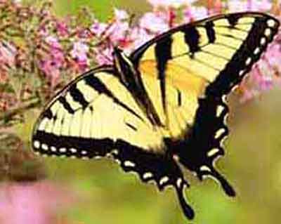It's best to paint butterflies from a reference.