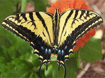Western Tiger Swallowtail Butterfly Western Tiger Swallowtail Butterfly