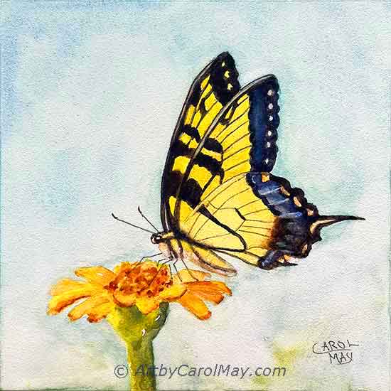 "Marvelous Tiger Swallowtail" a watercolor by Carol May Watercolor is a popular painting medium.