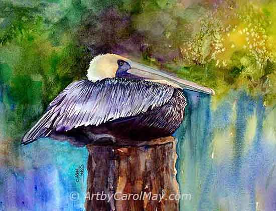 Brown Pelicans are amazing critters. Brown Pelican Resting watercolor painting, art by Carol May