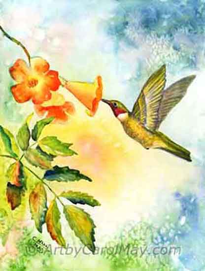 Ruby-throat Hummingbird visiting Trumpet flowers.