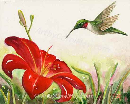 Rubythroated Hummingbird visiting a red daylily