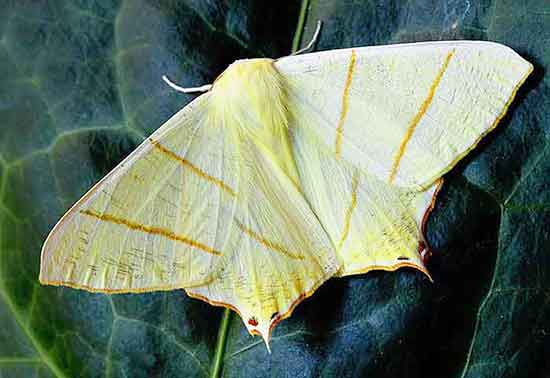 Some moths are very pretty. What is the difference between a moth and a butterfly?