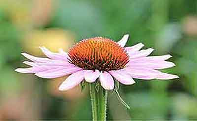 A single flower can make an impressive painting. Flowers are an easy painting idea.