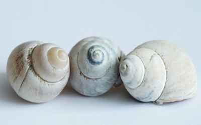 Photo of sea shells Still life paintings are fun.