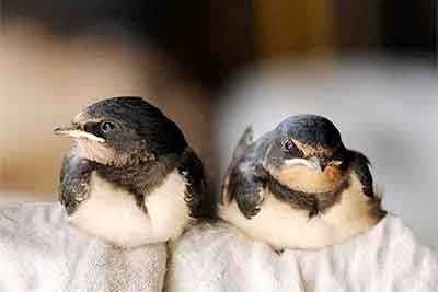 Two baby swallows Baby birds are fun to paint.