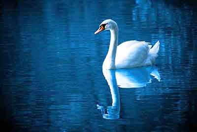 White swan on blue water. A majestic swan is an easy painting subject.
