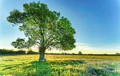 Photo of a large green tree. Feature a tree in your landscape painting.