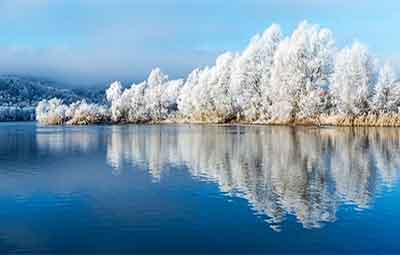 Photo of a row of snow-covered trees. Trees can be beautiful in the winter.