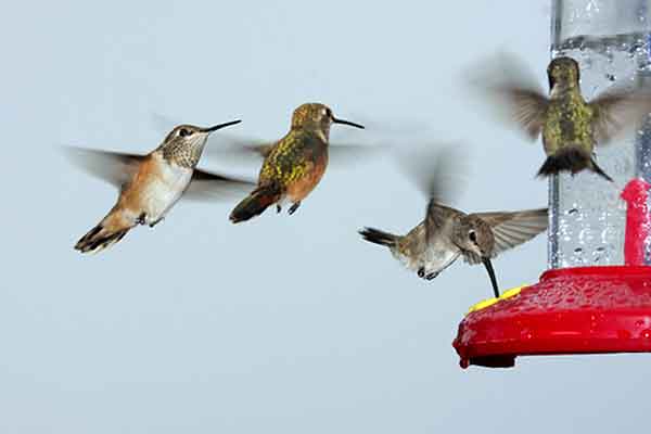 Feeding hummingbirds is fun. Feeding the hummingbirds.