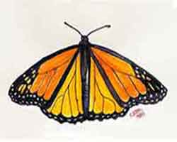 Draw and paint an easy butterfly.