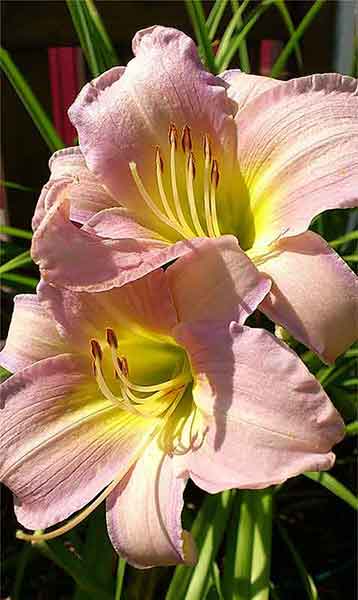 Pink Daylily photograph from Pixabay