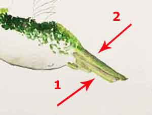 Paint the hummingbird's tail. How to paint wet into wet watercolor.