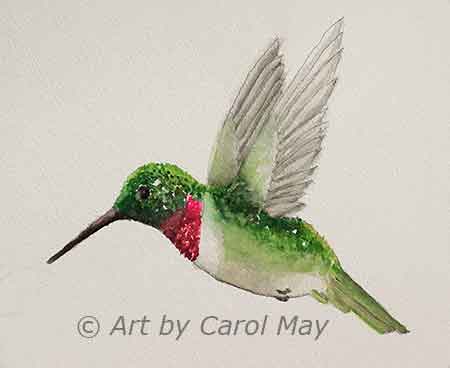 Paint the hummingbird's underside
