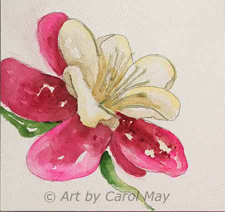 How to paint a fuchsia flower with watercolor