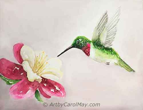 How to paint a Ruby-throat Hummingbird with a fuchsia flower.