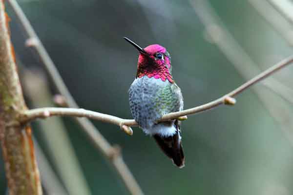 Annas Hummingbirds have a rose red throat and head. The Anna's Hummingbird is a full-time resident in the United States.