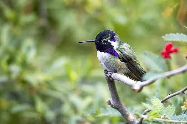 Costa Hummingbirds are found in the desert areas in the western United States. The Costa's Hummingbird has a violet throat.