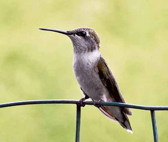 Photo of a female Ruby-throat Hummingbird The female Ruby-throated Hummingbirds lack the red throat.