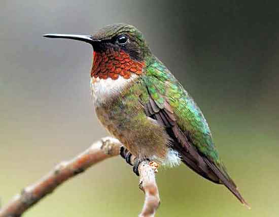 Ruby-throat Hummingbirds populate the entire eastern part of the United States Ruby-throated Hummingbirds are the most numerous of all the hummingbirds in North America
