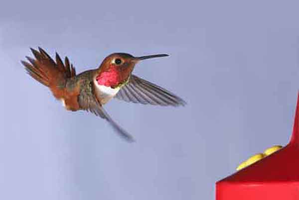 Allen's Hummingbirds live all year in the west coast of the United States. Allen's Hummingbird is a full-time resident of the United States