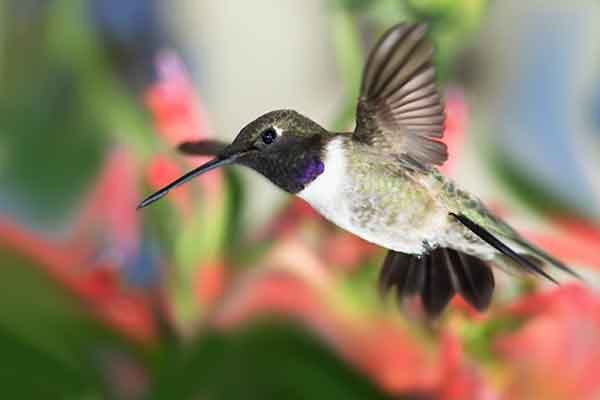 The Black-chinned Hummingbird's throat shines violet in the sunlight. Black-chinned Hummingbird look similar to the Ruby-throat except for the color of their throat.