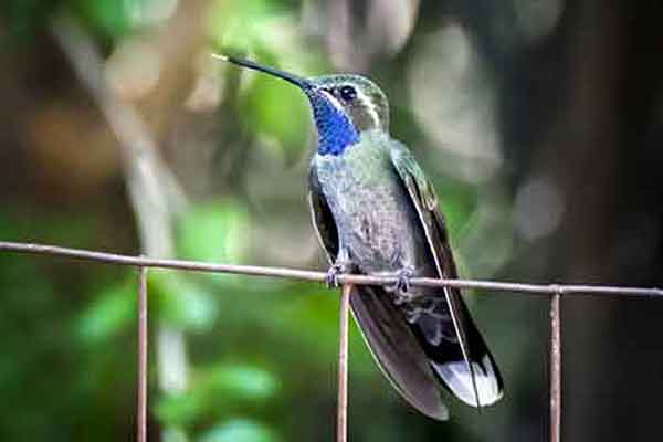 Blue-throated Hummingbirds are about five inches in length. Blue-throated Hummingbirds are one of the largest hummingbirds in the United States.