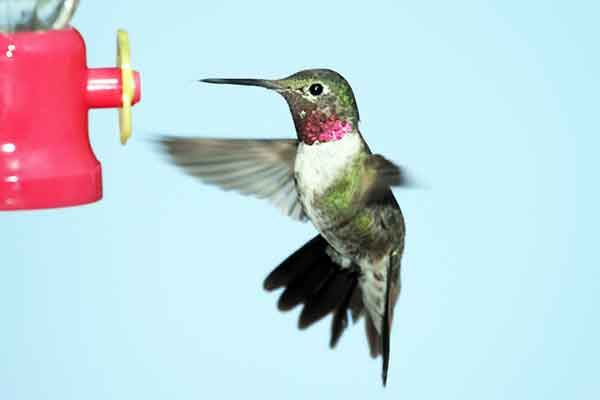 Some Broad-tailed Hummingbirds stay all year on the gulf coast. Broad-tailed Hummingbirds breed in the United States.