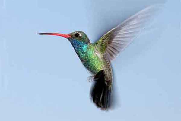 The Broad-billed's throat shines blue in good light. Broad-billed Hummingbirds visit the United States from Mexico.