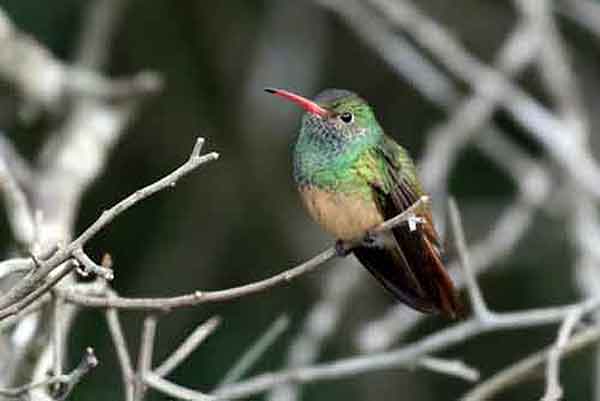 Buff-bellied Hummingbirds nest in Texas. Buff-bellied Hummingbird one of the hummingbird types seen in Texas.