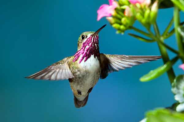 Calliope Hummingbirds visit the United States and all the way up to British Columbia. Calliope Hummingbird is a type of hummingbird that lives in alpine forests.