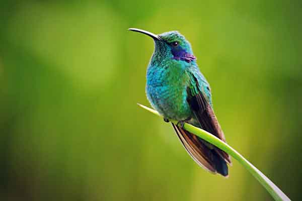 The Green Violet-ear Hummingbird has been seen visiting in Texas and Alabama. The Green Violet-ear Hummingbird is a less common hummingbird in North America.
