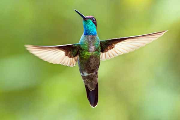 The Magnificent Hummingbird is over five inches. The Magnificent Hummingbird is one of the largest hummingbirds in North America.