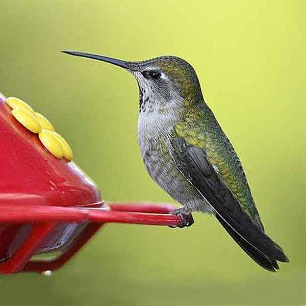 How to Attract Hummingbirds