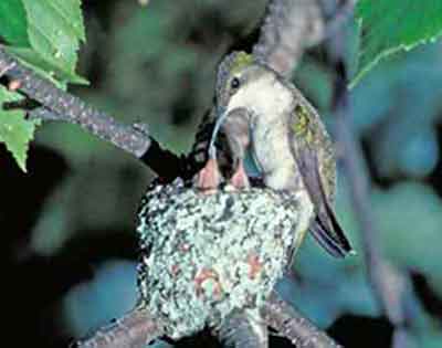 Baby hummingbirds in the nest. Mother Ruby-throat Hummingbird feeding her babies.