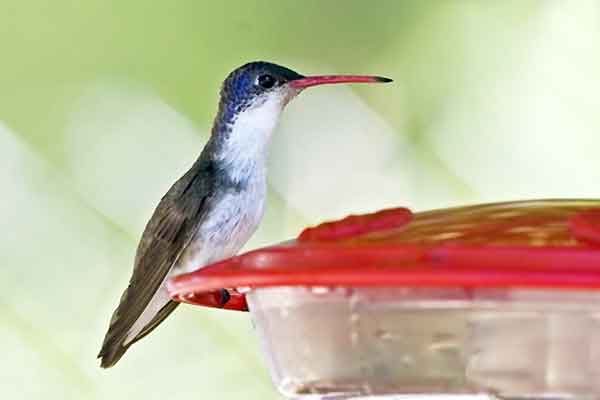 Violet-crowned Hummingbirds are often seen near water. Violet-crowned Hummingbirds breed in the United States.