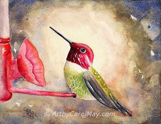 Anna's Hummingbird sitting a feeder, hummingbird watercolor by artist Carol May