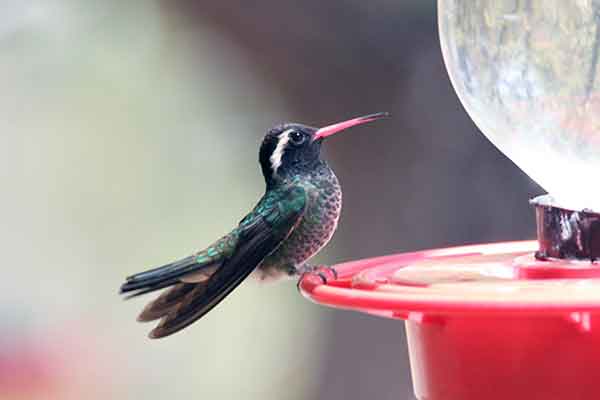 The White-eared Hummingbird has been seen nesting in the United States. White-eared Hummingbirds are a frequent visitor to the southern United States.