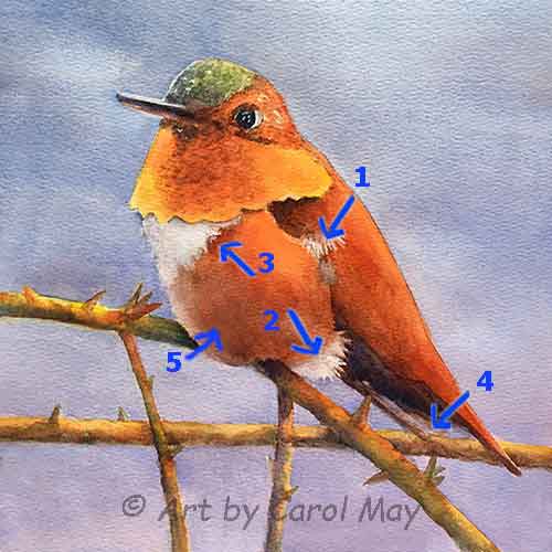 Complete the small white feathers and other details.