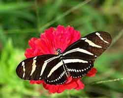 Longwing Butterflies navigation