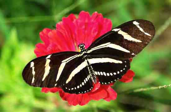Zebra Longwing Longwing Butterflies are identified by their wing shape.