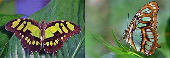 Reference photos for painting butterflies Painting a Malachite Butterflies