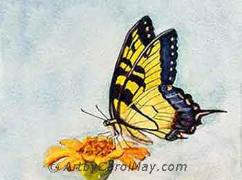 Tiger Swallowtail butterfly watercolor by Carol May Tiger Swallowtail Butterfly painting by Carol May