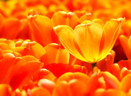 Orange poppies burst with enthusiasm. What is the meaning of orange in artwork.